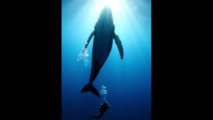 鬼乱5剧情 - 深蓝星球：探索海洋深处的未知世界